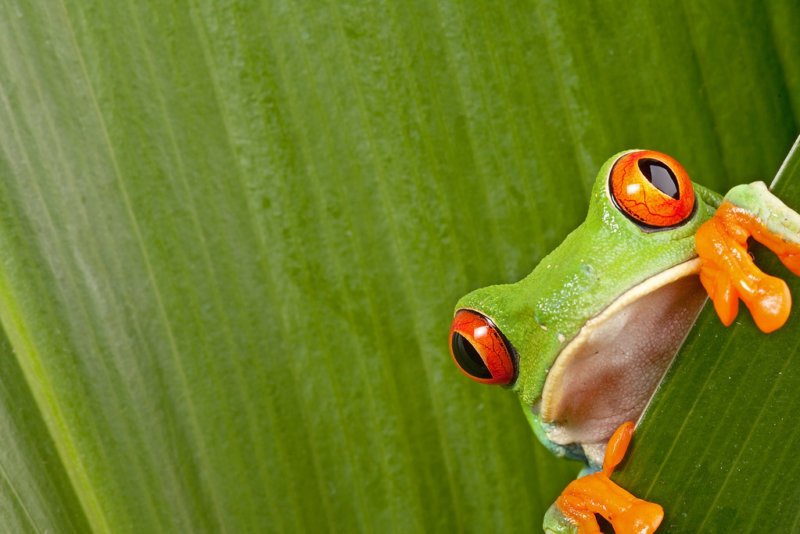 Screaming Frog: o que é e como funciona a ferramenta de SEO?